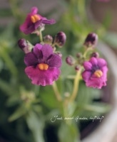 Nemesia caerulea<BR><BR>���å�����Ϳ�<BR>�ɺ��ͥ᥷�����ͥ���<BR>�إ������ѡ��ץ��