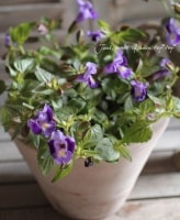 �ȥ�˥����ࡼ�󥷥꡼�����إ���ǥ����ࡼ���