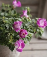 Torenia fournieri<BR><BR>�Ƥ˶����ȥ�˥���<BR>�ࡼ�󥷥꡼��<BR>�إѥ󥭡��Х�����åȥࡼ���