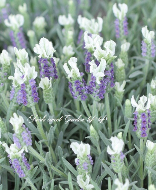 フレンチラベンダー リトルビー ブルー ホワイト すべての商品 Junk Sweet Garden Tef Tef