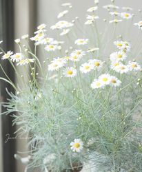 Flower Species,マーガレット | Junk sweet Garden tef*tef*
