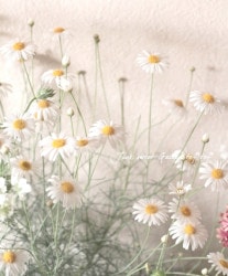 ���եޡ�����åȡ��إ����륷��������١�