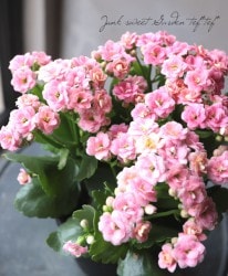 QweenȬź餭󥳥إ١