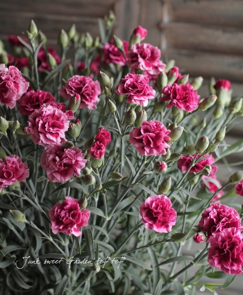 Dianthus caryophyllus<BR><BR>カーネーション<BR>『パーティドレス