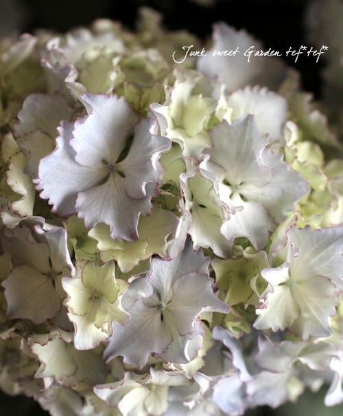 i>Hydrangea</i><BR><BR>手のひらサイズ♪<BR>プレミアムあじさい<BR