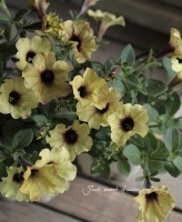 �ڥ���˥� �������������� �إ��åȥ󥤥������١�