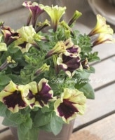 <i>Petunia��hybrida</i><BR><BR>�ڥ���˥����ץ쥸�㡼<BR>�إ��������֥롼��������