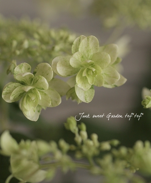 八重咲きアナベル・紫陽花 『ヘイズ・スターバースト』 | すべての商品