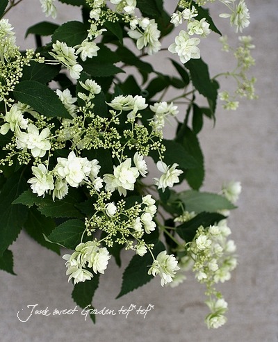 八重咲きアナベル 八重咲きアナベル・紫陽花 『ヘイズ・スターバースト』 | すべて