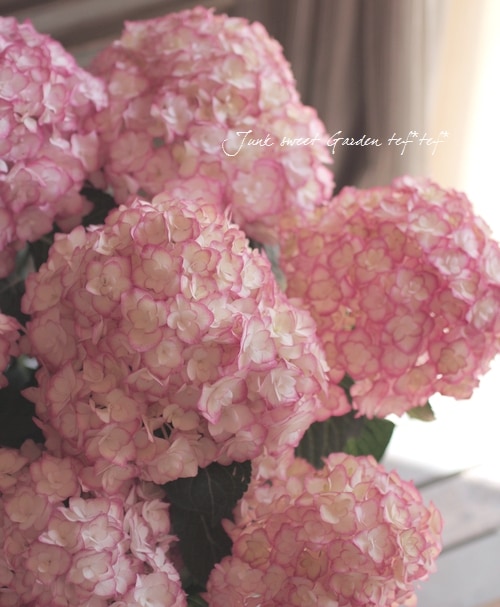 Hydrangea<BR><BR>ハイドランジア・紫陽花<BR>『ユーミー・サオリ