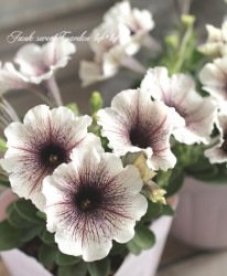 �ڥ���˥����ץ�ߥ��ॳ�쥯����󡡡إ��ץ����Ρ�