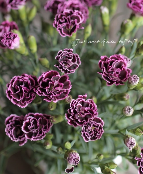 Dianthus Caryophyllus Br ガーデンカーネーション Br サンフロール すべての商品 Junk Sweet Garden Tef Tef