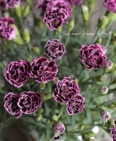 Dianthus caryophyllus<BR>ǥ󥫡͡<BR>إե