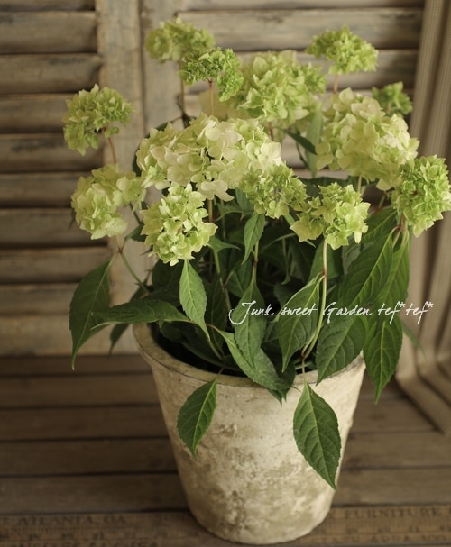 Hydrangea4936　1001 早割期間中！】母の日ギフト2026 アジサイ 衣純千織イズミチオリ