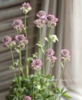 <i>Astrantia major</i><BR><BR>ڲ֤ͭ̾ʥȥ<BR>ʥϥ֥åȡ
