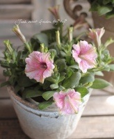 Petunia��hybrida<BR><BR>��߷������Ρ��ڥ���˥����ץ쥸�㡼<BR>��̤ȯɽ�ʼ�ԥ󥯡�