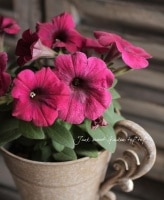 Petunia��hybrida<BR><BR>��߷������Ρ��ڥ���˥����ץ쥸�㡼<BR>��̤ȯɽ�ʼ��åɡ�