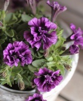 Petunia��hybrida<BR><BR>��߷������Ρ��ڥ���˥����ץ쥸�㡼<BR>��̤ȯɽ�ʼ�ѡ��ץ��