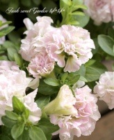 <i>Petunia��hybrida</i><BR><BR>���ء�Ȭ�ź餭�ڥ���˥�<BR>��VIVA��CUTE��<BR>���֥륽�եȥԥ�