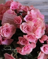 Begoniahiemalis<BR><BR>ǿʼ꡼٥˥<BR>إ٥륻Х饤ȥԥ󥯡