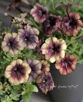 Petunia��hybrida<BR><BR>�����४�ꥸ�ʥ롦�ڥ���˥�<BR>��������