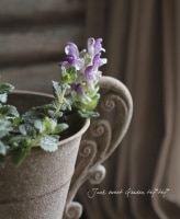 Scutellaria alpina<BR>�����ƥ�ꥢ�����륳�Х��<BR>��̾��Ωϲ��<BR>�֥롼