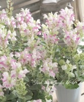 <i>Scutellaria alpina</i><BR>���������ƥ�ꥢ������ԥ�<BR>���륳�Х졼�Ρإԥ󥯡�