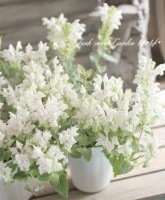 <i>Scutellaria alpina</i><BR>���������ƥ�ꥢ������ԥ�<BR>���륳�Х졼�Ρإۥ磻�ȥԥ󥯡�