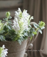 Scutellaria alpina<BR>�����ƥ�ꥢ�����륳�Х��<BR>��̾��Ωϲ��<BR>�ۥ磻�ȥ֥롼