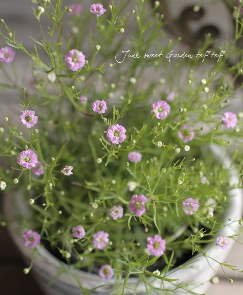Gypsophila muralis<BR><BR>コンパクトなカーペット・カスミソウ<BR
