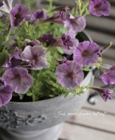 <i>Petunia��hybrida</i><BR><BR>�Ի׵Ŀ��ڥ���˥�<BR>ʿ�Ĥ���κǿ��ʼ<BR>��ƣ�����ߡ�