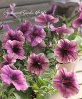 <i>Petunia��hybrida</i><BR><BR>�Ի׵Ŀ��ڥ���˥�<BR>ʿ�Ĥ���κǿ��ʼ<BR>���⤭��餵����