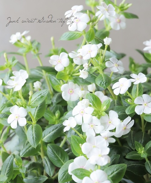 極小輪ニチニチソウ！ミニナツ『ピーチオレ』 | すべての商品 | | Junk