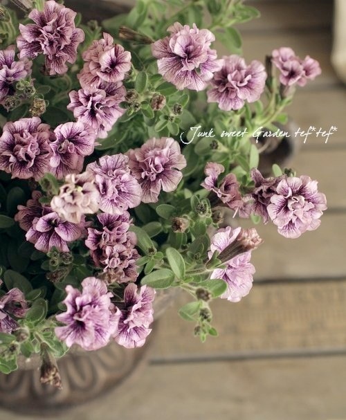 Petunia×hybrida<BR><BR>小輪ミニ・八重咲き！<BR>ペチュニア<BR