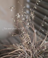 륹ݥǥࡡ꡼إץΡ