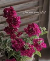 <i>Verbena</i><BR><BR>���ؽɺ��С��٥�<BR>����ץ쥹�إС�����ǥ���