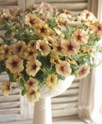 ڲ˧ꥸʥ ڥ˥إ륭ơ١