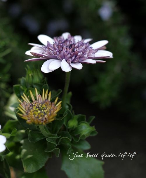 八重咲き！<BR>オステオスペルマム<BR>『ダブルシルバー 』 | すべての