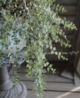 Dischidia ruscifolia.<BR><BR>������ǥ������ǥ���<BR>�ߥꥪ��ϡ��ȡإХꥨ��������