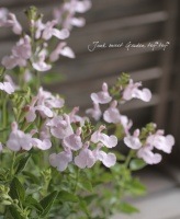Salvia x jamensis<BR><BR>ͥ���������Υ����꡼������<BR>�إԡ����ԥ󥯡�