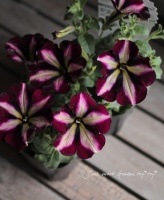 Petunia��hybrida<BR><BR>�ǿ��ʼ�ڥ���˥�<BR>�إХ�����åȡ����ȥ饤�ס�