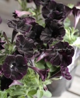 Petunia��hybrida<BR><BR>�ǿ��ʼ�ڥ���˥�<BR>�إ֥�å��֥�å���