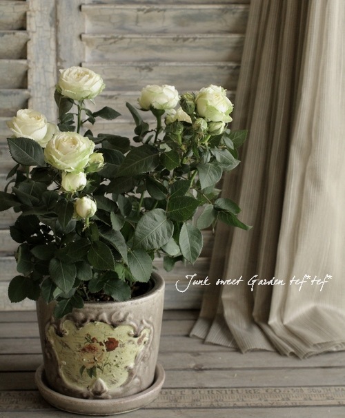 開花期が長い！ミニバラ<BR>『インフィニティ・ホワイト