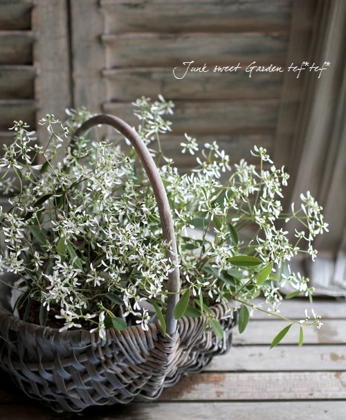 ユーフォルビア ダイヤモンドフロスト すべての商品 Junk Sweet Garden Tef Tef