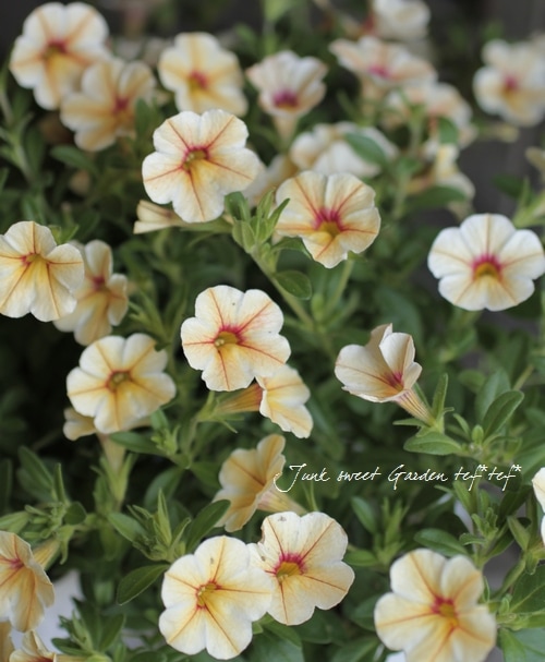 Calibrachoa sp.<BR><BR>カリブラコア<BR>セレブレーション<BR