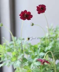 ���祳�졼�ȥ����⥹ �إ������ĥ��å�����