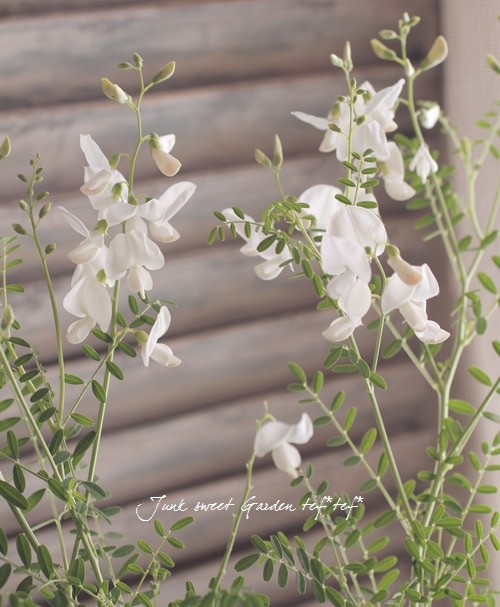 I Swainsona Galegifolia I Br Br スワインソナ Br ガレギフォリア Br ホワイトスワン すべての商品 Junk Sweet Garden Tef Tef