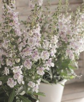 Angelonia angustifolia<BR><BR>���إ��󥲥��˥�<BR>�إ��󥸥��륹���Х����顼��