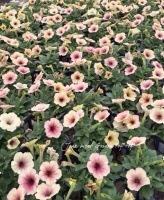 Petunia��hybrida<BR><BR>�ץ�ߥ��ॳ�쥯�����<BR>�ڥ���˥��إ�����ơ�����������
