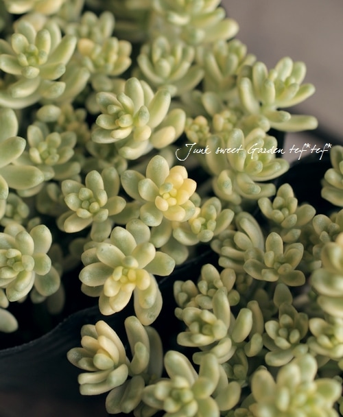 多肉植物 セダム 希少 斑入りタイトゴメ すべての商品 Junk Sweet Garden Tef Tef